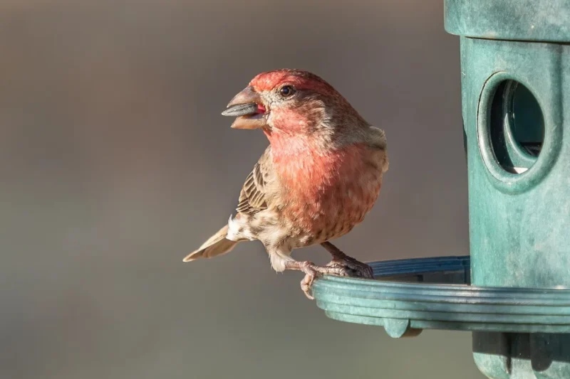The Astonishing Diversity of Avian Diets: How Birds Thrive on Almost Everything
