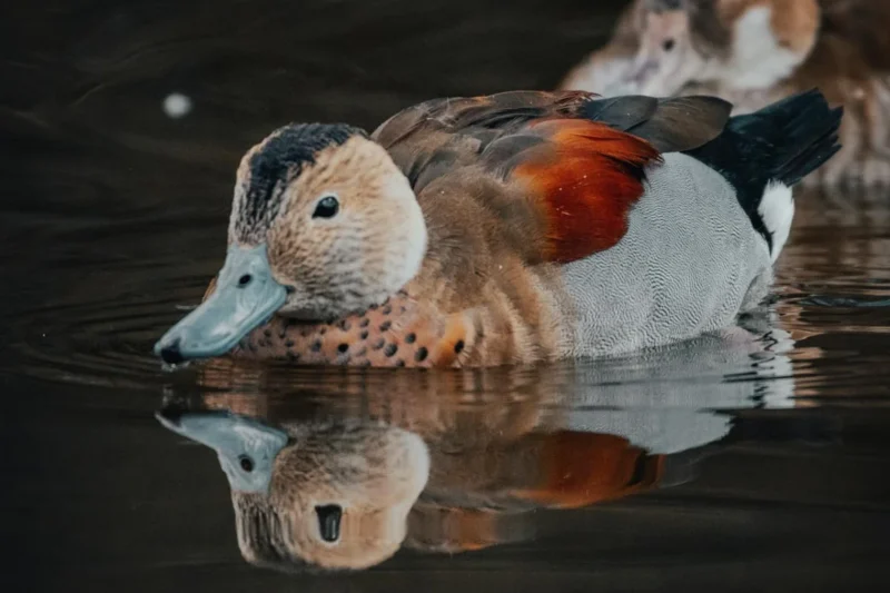 The Avian Olfactory Revolution: Unveiling the Surprising World of Bird Scent