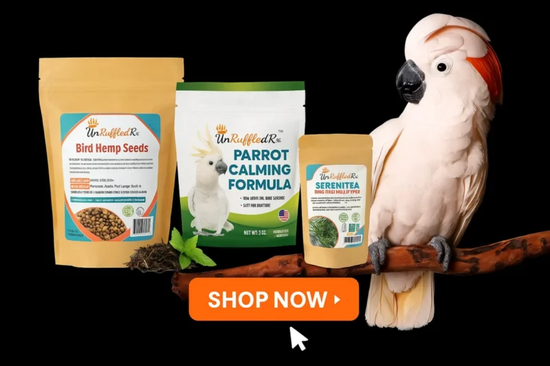 The Back-to-School Shift: How Household Routine Changes Impact Pet Birds’ Well-being