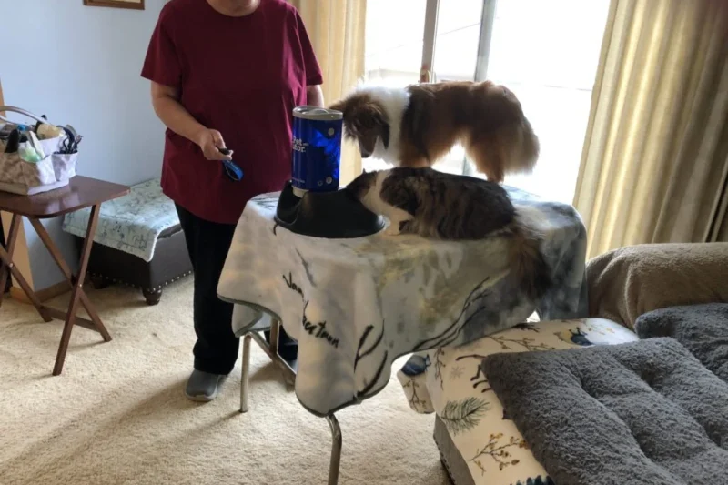 The Compact Pet Tutor Debuts, Promising Enhanced Efficiency in Positive Reinforcement Training and Cooperative Care