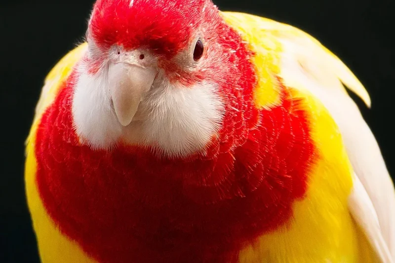 The Eastern Rosella: A Kaleidoscope of Color and Complex Ecology in Australian Landscapes