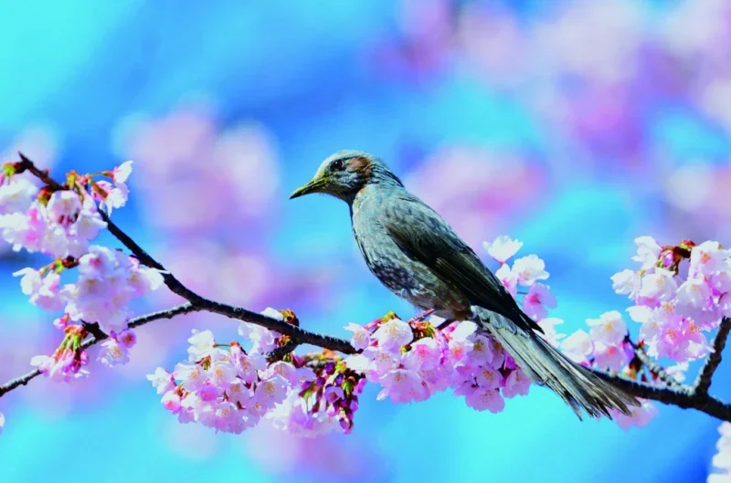 The Enduring Charm of the Brown-eared Bulbul: A Royal Perspective on a Common Bird