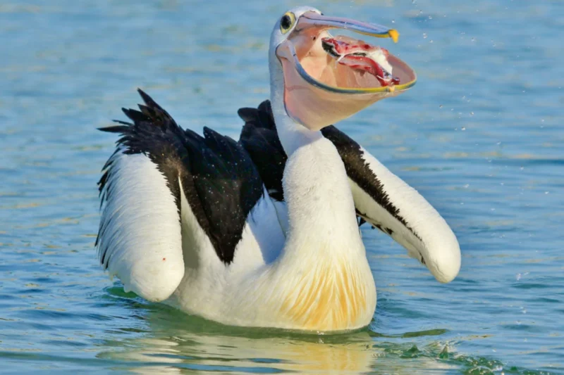The Enigmatic Absence of Teeth in Birds: An Evolutionary Journey