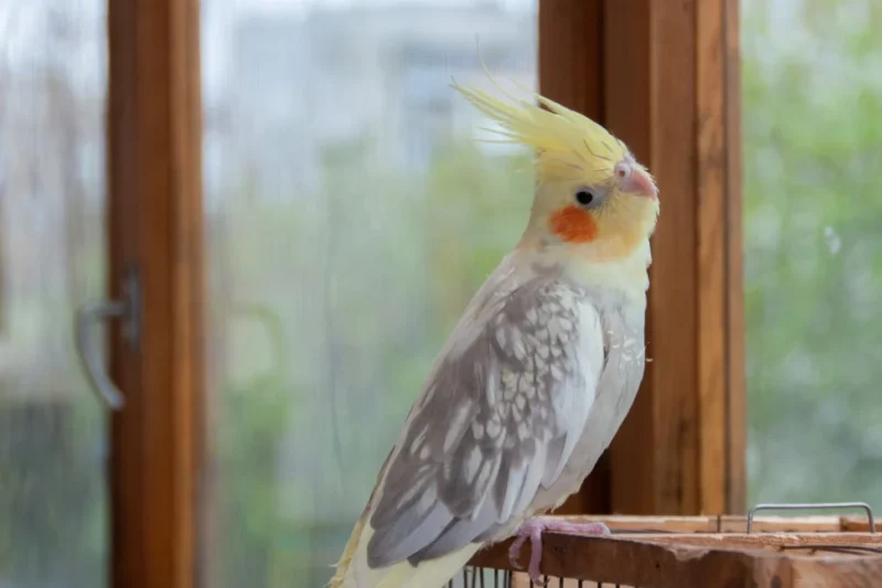 The Essential Guide to Cockatiel Molting: Understanding Feather Renewal, Care, and When to Seek Veterinary Advice