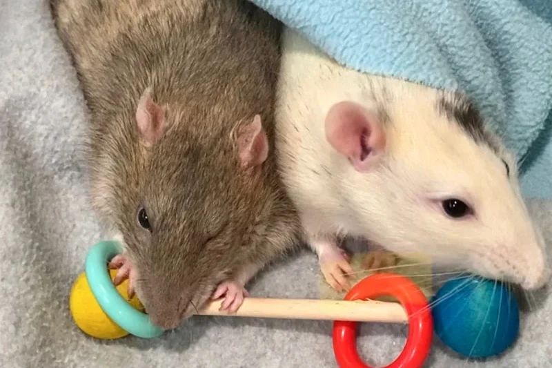 The Essential Guide to Keeping Your Pet Rats Active and Healthy