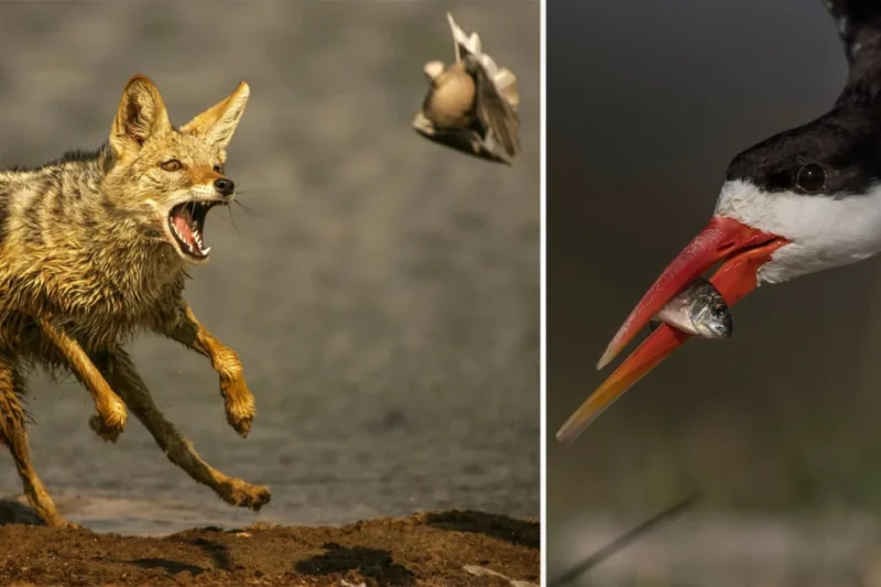 The Evolution of Wildlife Photography and the Growing Divide Between Technological Automation and Traditional Fieldcraft