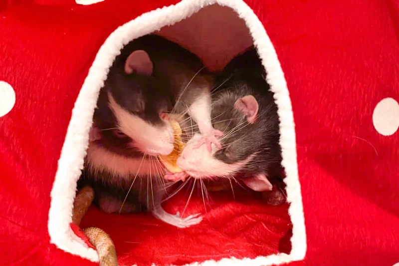 The Fascinating and Quirky Habits of Domestic Rats