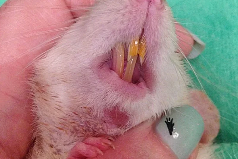 The Fascinating and Sometimes Perilous World of Rat Incisors