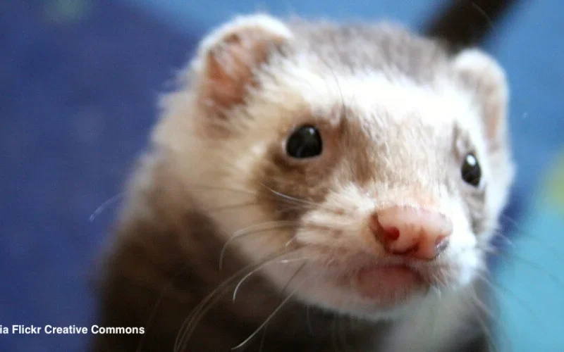 The Geriatric Collapsing Ferret: More Than Insulinoma