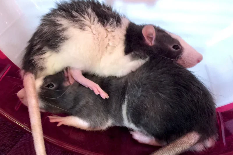 The Importance of Exercise for Pet Rats: A Comprehensive Guide to Physical and Mental Well-being