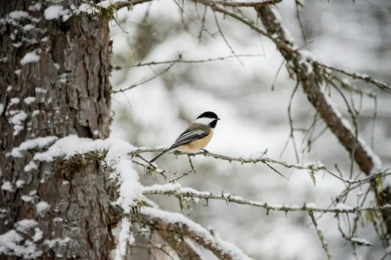 The Quiet Spectacle: Twelve Unforgettable Birdwatching Encounters for the Christmas Season