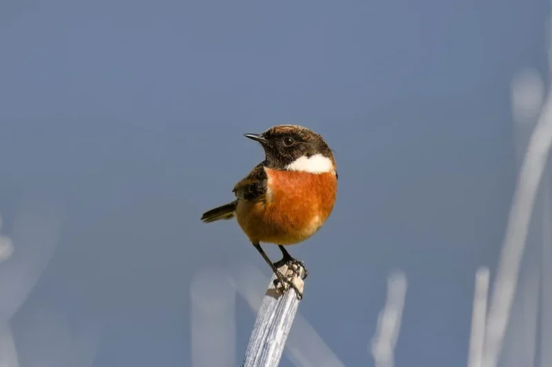 The Science and Art of Background Management: Why Professional Photographers Prioritize Frame Depth and Bokeh Quality