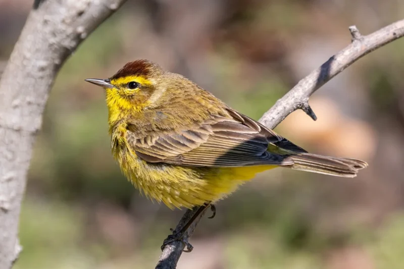 The Secret Life of Birds: Unveiling the Mysteries of Nocturnal Flight