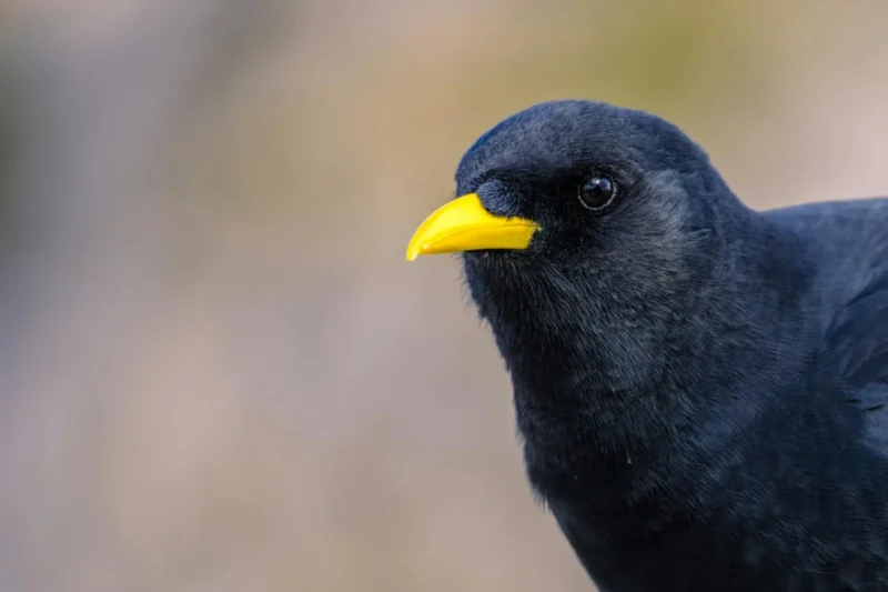 The Striking Contrast: Exploring the World of Black Birds with Yellow Beaks
