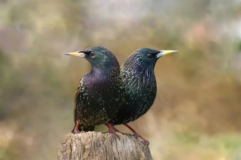The Surprising World of Bird Misidentification: A Guide for Enthusiasts