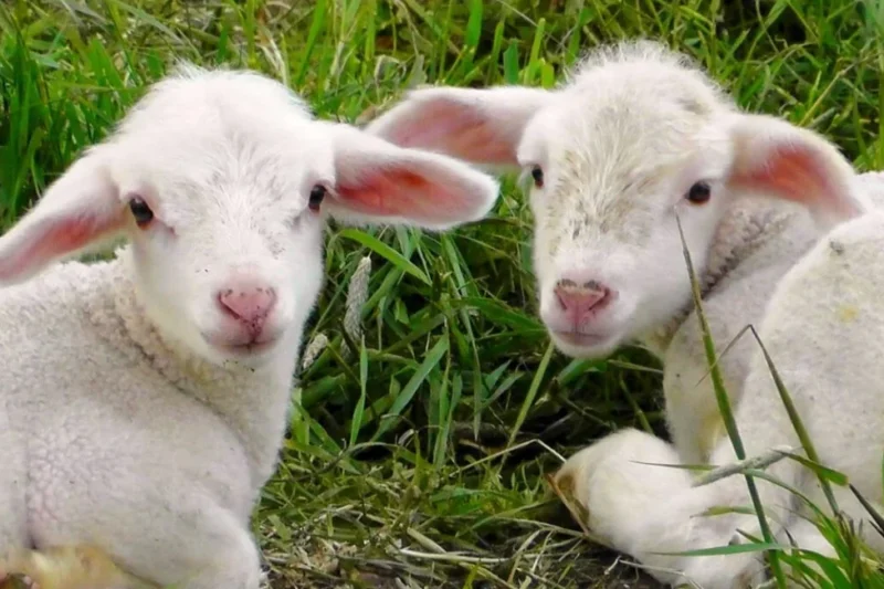 The Theological and Ethical Imperative for a Vegan Easter Celebration as a Reflection of Christian Mercy and Stewardship