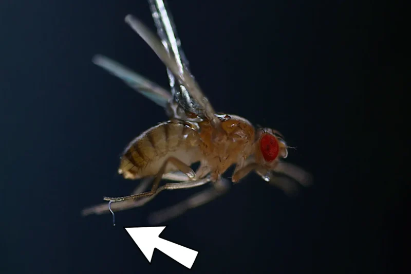 The Tiny Worm That Leaps to Conquer: Static Electricity Reveals Insect Hunter’s Secret Weapon