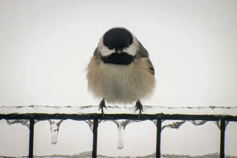 The Unseen Resilience: Why Some Birds Brave the Northern Winter Instead of Migrating