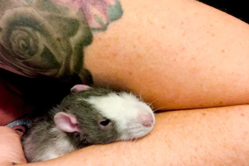 The Unspoken Language of Rats: Cultivating Deep Bonds Beyond the Ordinary