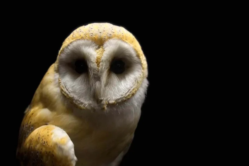 Tick, Tock: Will Johns Hopkins Cruel Owl Experiments Run Out of Time—and Money?