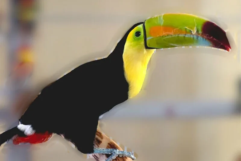 Toucan Sam’s Remarkable Las Vegas Odyssey Concludes with Rescue and Rehabilitation