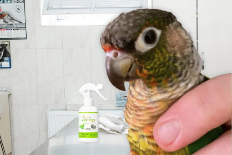 Understanding Bird Feather Loss: Differentiating Natural Molting from Underlying Health Concerns