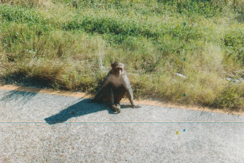 Whistleblower Exposé: Video of Monkeys Living in Squalor at New Iberia Research Center