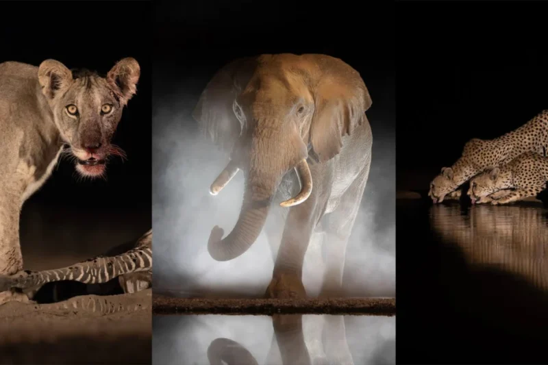 Wildlife Photographers Capture Rare Intimacy During Two-Month Immersion at Kenyas Shompole Conservancy