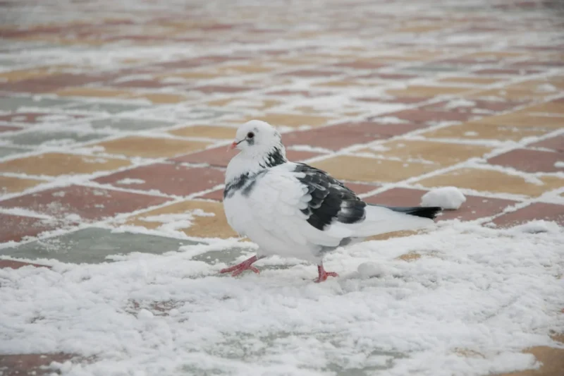 Winter’s Astonishing Engineering: How Birds Defy the Cold with Specialized Physiology
