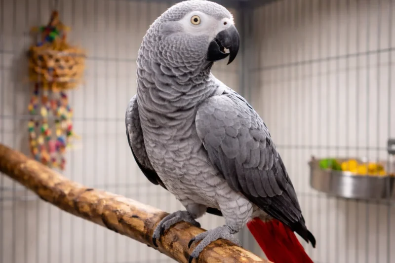 Winter’s Hidden Threat: How Lack of UVB Light Triggers Critical Calcium Deficiency in Indoor Birds