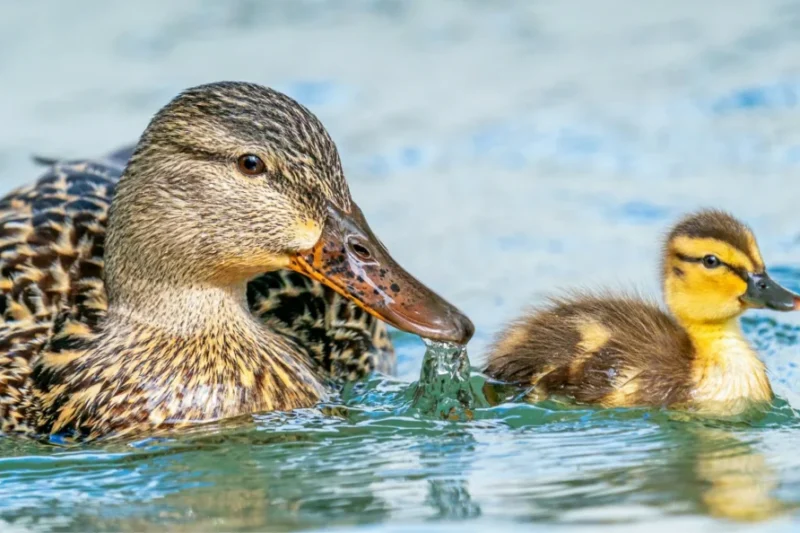 25 Celebrity Moms Will Shine in PETA’s Mother’s Day Gift