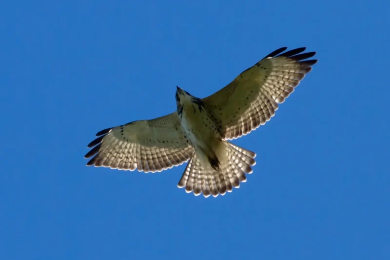 A Comprehensive Guide to Ohio’s Birds of Prey: Identification, Habitat, and Conservation