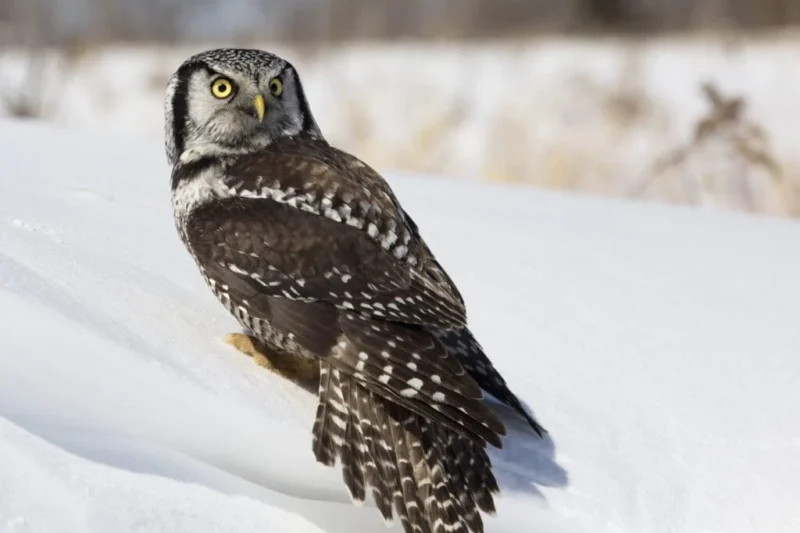 A Comprehensive Guide to Washington State’s 15 Captivating Owl Species