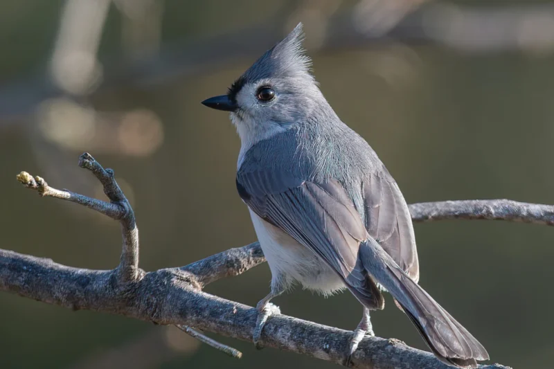 A Guide to Ohio’s Most Common Backyard Birds: Identification and Attraction Tips