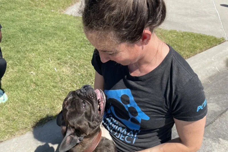 Add a Little ‘Je Ne Sais Quoi’ to Your Life: Adopt This French Bulldog!