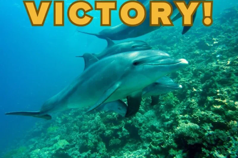 Aulani Disney Resort and Hawks Cay Resort End Dolphin Swim Encounters Following Advocacy Efforts