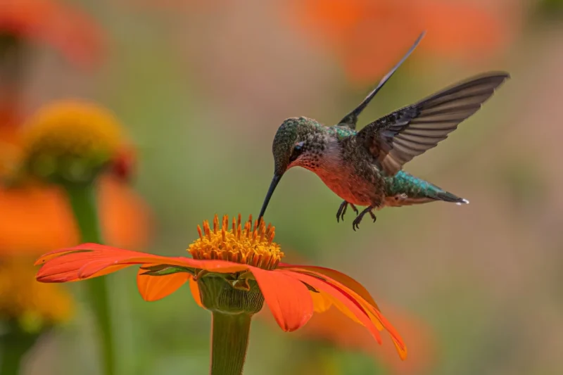 Avian Architects: Unsung Feathered Heroes Crucial to Global Ecosystem Health and Earth Day’s Mission