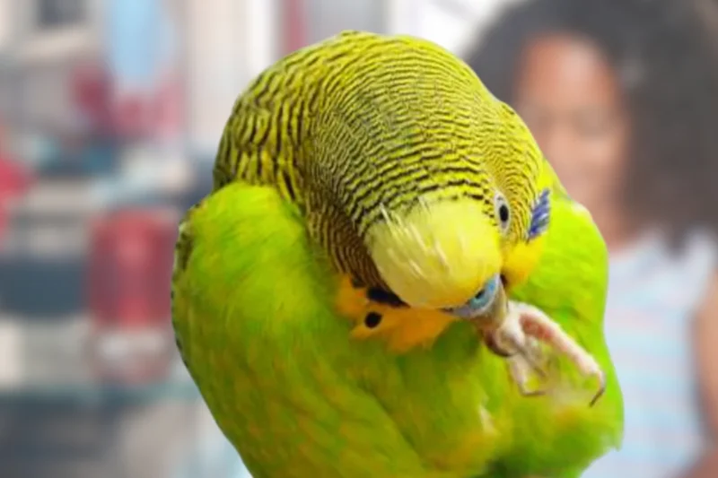 Avian Self-Mutilation: Understanding and Responding to the Critical Emergency of Birds Chewing Their Own Feet