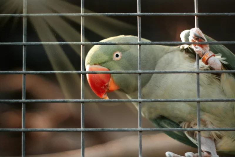 Beat Bird Heat Stroke: Essential Nutritional Strategies for Your Feathered Companion