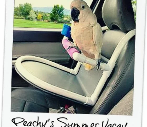 Birds in the Backseat: Comprehensive Guide to Safe and Stress-Free Parrot Car Travel