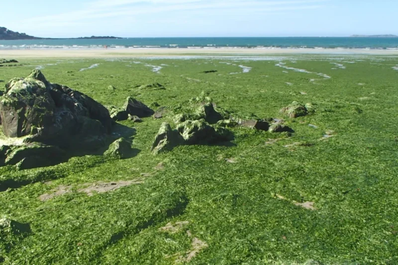 Brittany’s Green Tide: How Intensive Agriculture Threatens Europe’s Waterways, Health, and Future Food Security