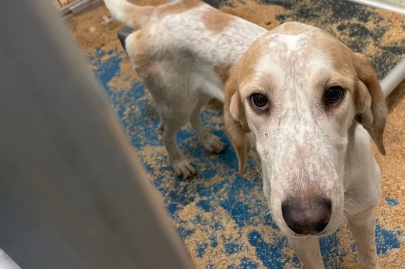Campaign Updates: Dogs Starved, Pigs Given Heart Attacks in UMass Chan Labs