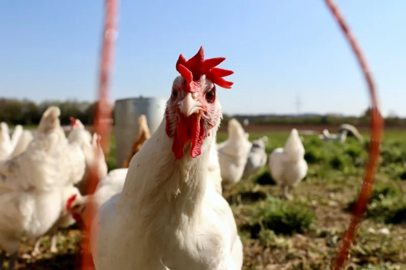 Can Chickens Actually Fly? Unpacking the Surprising Aerial Abilities of the Domestic Fowl