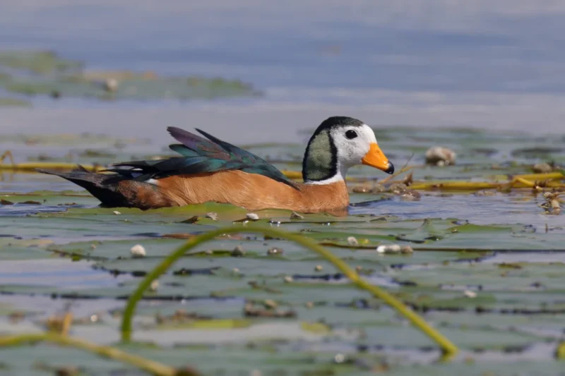 Conserving the African-Eurasian Flyway: A Vital Mission for Migratory Birds and Ecosystem Health