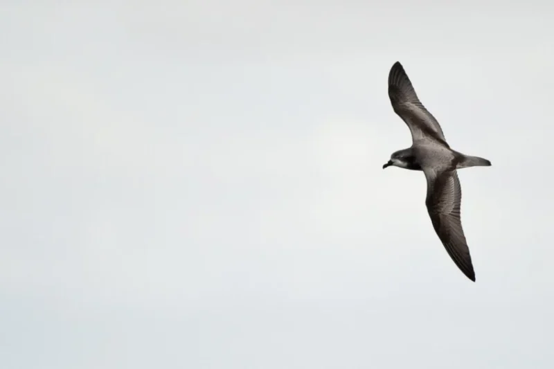 Fiji’s Gau Island: A Crucible for Critically Endangered Seabirds and a Beacon of Community Conservation