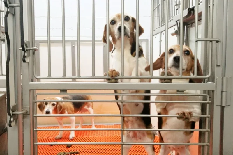 Former Envigo Veterinarian Sentenced Following Animal Cruelty Convictions at Virginia Beagle Breeding Facility