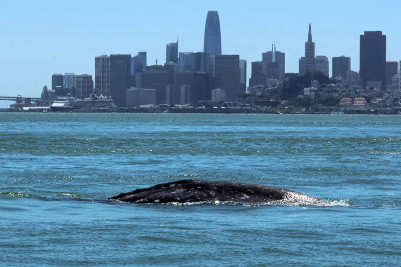 Gray Whales Navigate Perilous Waters: Climate Change Drives Unprecedented Foraging in San Francisco Bay, Leading to Alarming Mortality