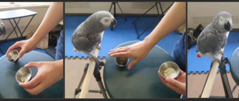 Grey Parrot Consciousness: A Half-Century Quest to Understand Nonhuman Minds