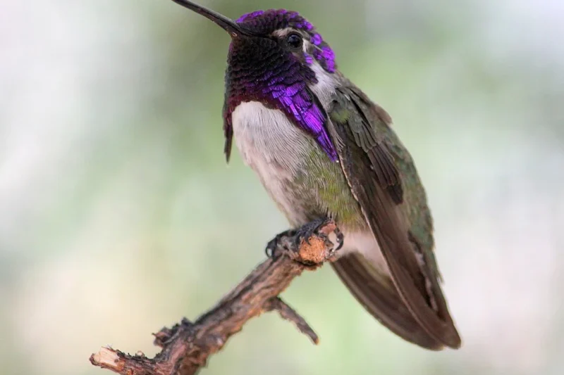 Hummingbirds in Oregon: Top 7 Species with Pictures for You to Identify