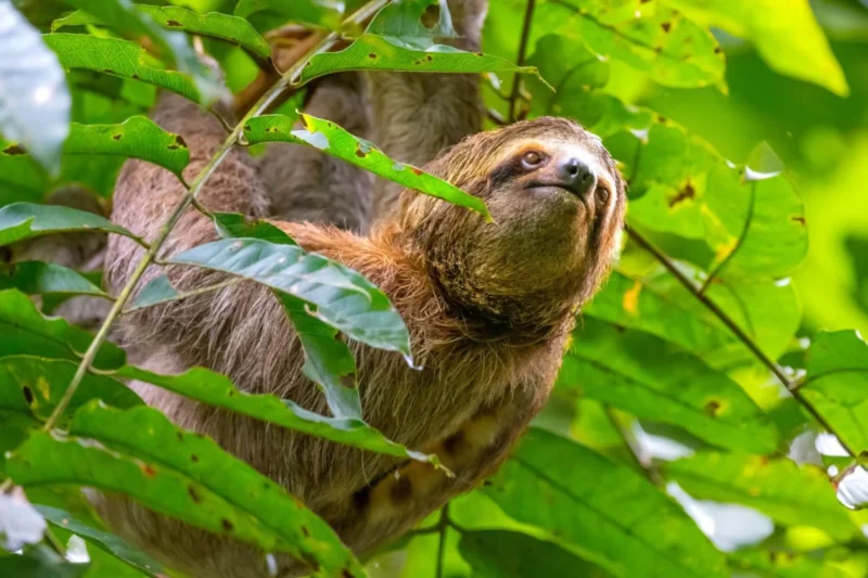 Investigation Into Sloth World Orlando Reveals Mass Mortality and Deplorable Conditions at Proposed Petting Zoo Facility
